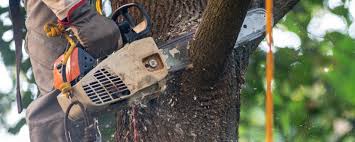 Best Root Management and Removal  in Sherwood, OH