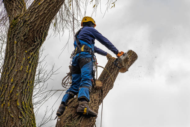 Best Arborist Consultation Services  in Sherwood, OH