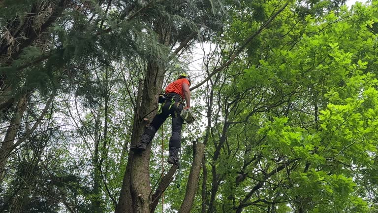 Trusted Sherwood, OH Tree Services Experts
