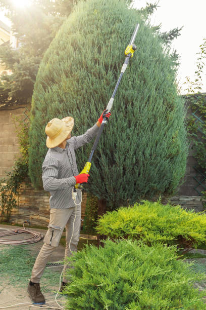 Best Storm Damage Tree Cleanup  in Sherwood, OH